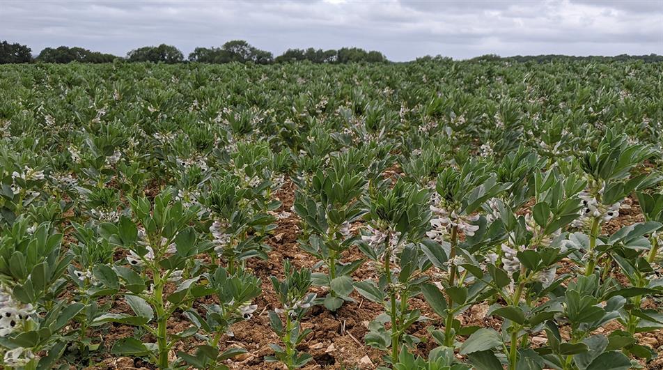 Broadbean crop